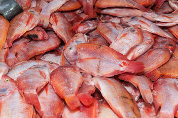 fish, red tilapia or red mojarra (Oreochromis)