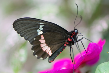 Butterfly 2019-35 / Red-sided swallowtail (Mimoides Phaon)