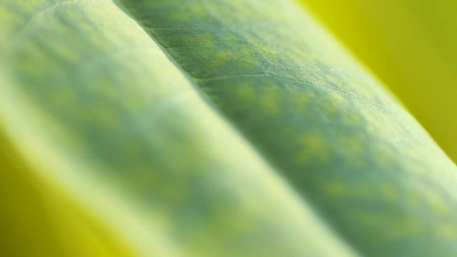 A Three-Quarter SLOW MOTION MACRO SHOT of a Leaf's Midrib and Veins Lit by the Soft Morning Light