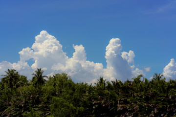 Obraz premium Big white cloud in the blue sky and the green tropical forest