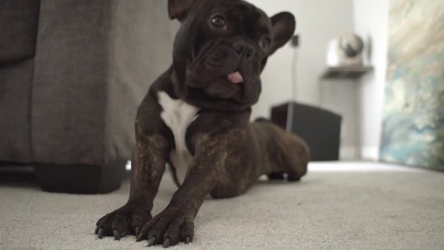 Black Brindle French Bulldog Puppy Yawning and Stretching