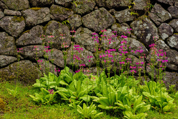  兵庫県・日本刀、たたら製鉄の史跡と絶滅危惧のクリン草(雨滴)