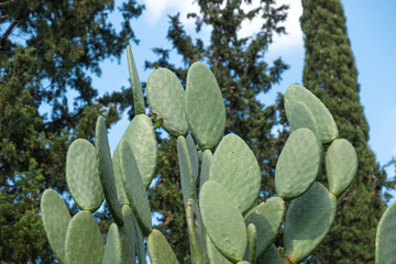 Opuntia humifusa, Prickly pear cactus