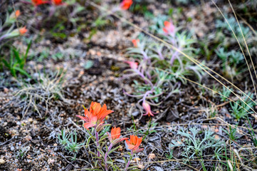 wholeleaf Indian paintbrush blooming in Colorado 