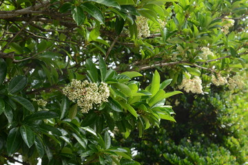 Sweet Viburnum (Viburnum odoratissimum) is used for fire trees because it contains a lot of moisture.