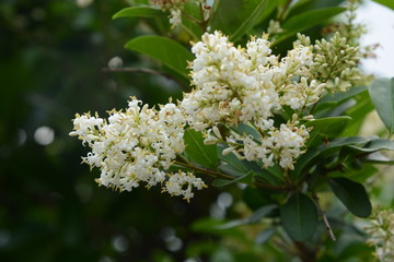Sweet Viburnum (Viburnum odoratissimum) is used for fire trees because it contains a lot of...