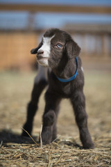 Newborn fainting goat standing in pen at a farm in Colorado