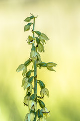 Wild Orchid Helleborine