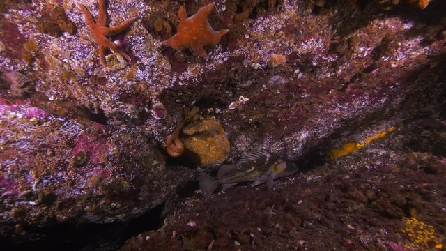 Wide Angle: An Octopus and a Fish in a Crevasse of a Rock - Vancouver Island, British Columbia