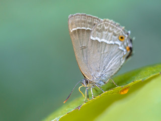 Purple hairstreak butterfly