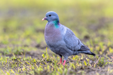 Stock dove foraging in green grass
