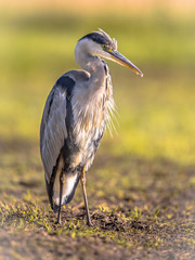 Grey heron waiting in wetland
