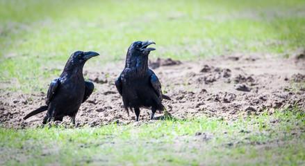 A couple of ravens is standing in a meadow. Concept protected animals.