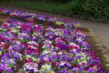 飛鳥山公園の花壇に咲く花
