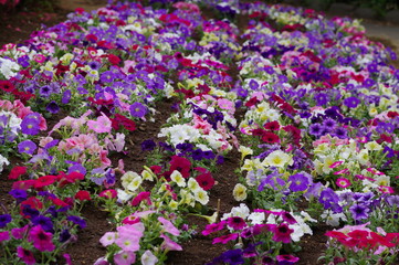Fototapeta premium 飛鳥山公園の花壇に咲く花