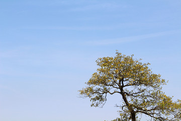 Church bell of Trappist Monastery of Our Lady of the Annunciation in Japan