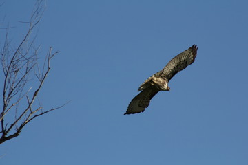 Hawk in flight