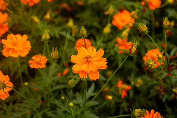 Cosmos sulphureus