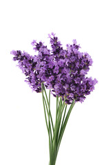 flowers of lavender on a white background