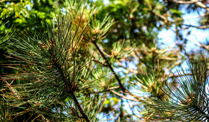 Fototapeta na wymiar Pine Tree in Spring