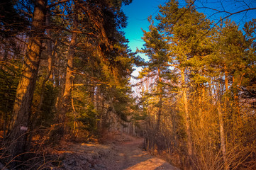 Obraz premium Forêt du Vercors