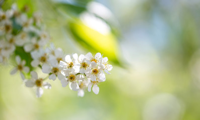 Cherry blossom, white flowers in spring