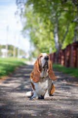 Basset hound, dog on the background of summer flowers and green grass for a walk
