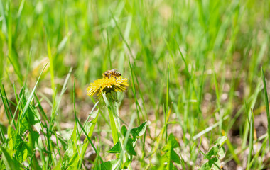 Honey bee pollinate yellow flower in the spring meadow. Seasonal natural scene. 