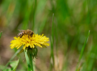 Honey bee pollinate yellow flower in the spring meadow. Seasonal natural scene. 