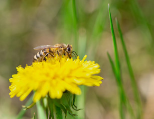 Honey bee pollinate yellow flower in the spring meadow. Seasonal natural scene. 