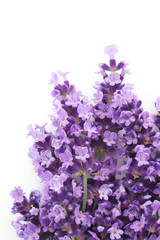 flowers of lavender on a white background