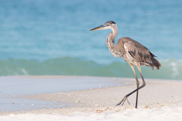 Great Blue Heron on a white sandy beach with waves in the background.
