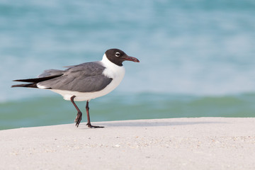 Fototapeta na wymiar Seagull, Laughing gull walking on a white sandy beach.