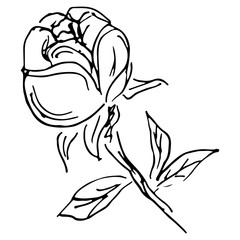 Abstract hand drawn rose flower isolated on white background. Rose flower vector outline icon. Line art. Close up