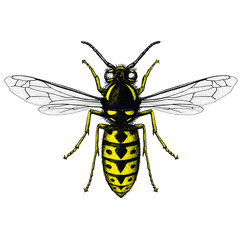 Illustration of a German Wasp (Vespula Germanica) in a etched style