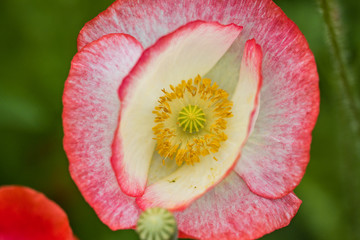 close up of single beautiful pink poppy flower with green background top view
