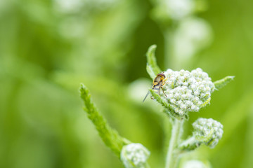 tiny fruit fly crawling on top of white parsnip flower in the garden with fresh green background