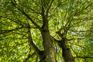tree with two thick split trunk and dense branches covered with green leaves under blue sky on a...