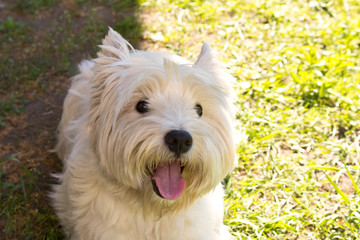 The West highland white Terrier on a green lawn..