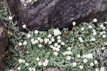 Anaphalioides bellidioides commonly known as Hells Bells, New Zealand Everlasting Daisy or New Zealand's Everlasting flower