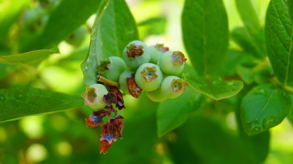 Unripe green blueberry berries and leaves on the branch in the morning sun close up. 