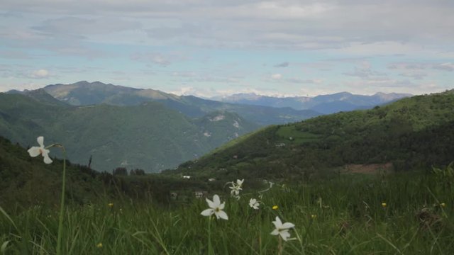 Landscape shot with snowy mountain tops and daffodil flowers, shot in Monte Colma
