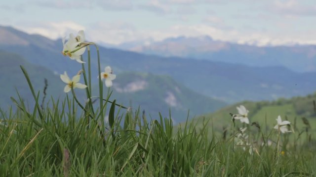 Landscape shot from Monte Colma with Daffodil flowers in the foreground and snowy mountains tops in the background