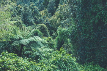 Fototapeta na wymiar Background image of a native New Zealand Forest