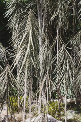 Fierce Lancewood, Pseudopanax ferox, the toothed lancewood or horoeka, is a small tree endemic to New Zealand.