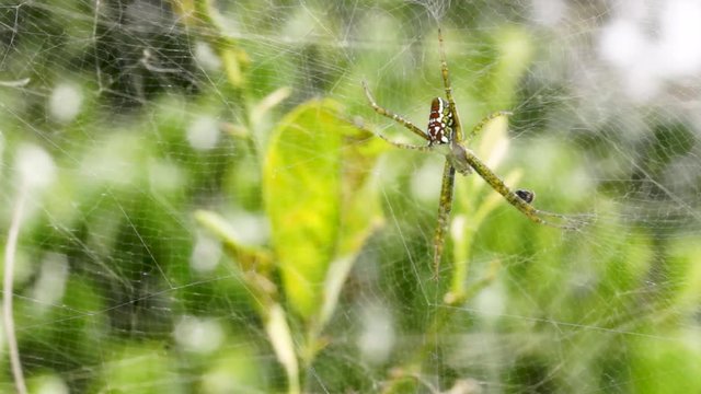 Cyrtophora moluccensis spider hangs upside down on web
