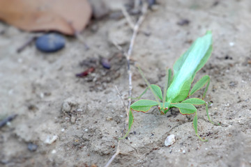 Leaf Insect on the leaves and the natural background.