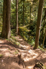 trail inside forest surrounded by tall trees on a sunny day with shadow of trees on the path