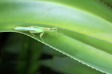 Leaf Insect on the leaves and the natural background.