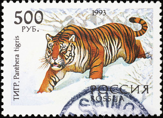 Siberian tiger in snow on russian stamp